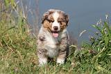 BERGER AUSTRALIEN PUPPIES 095